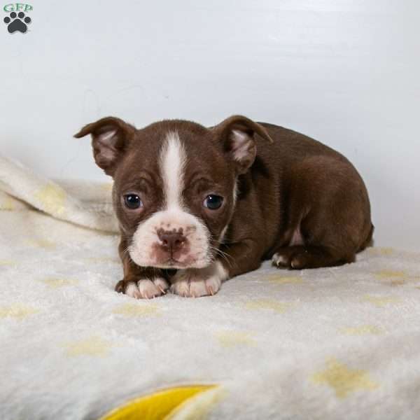 Silver, Boston Terrier Puppy